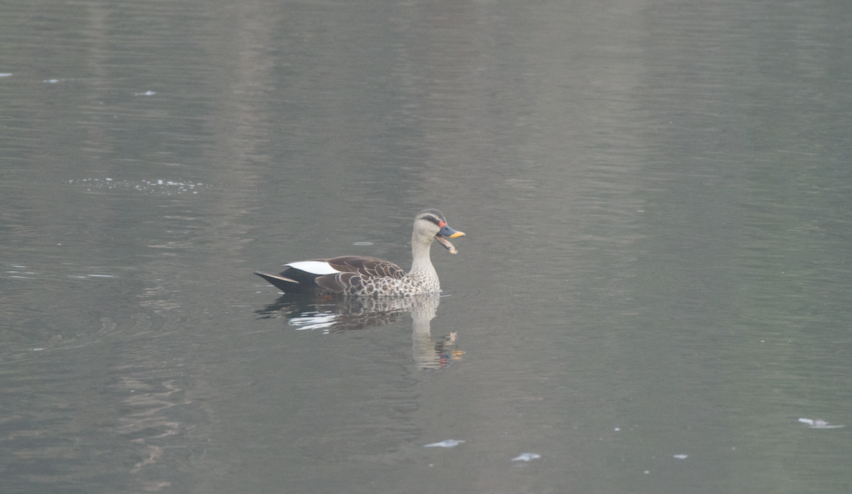 Indian Spot-billed Duck - ML613456983