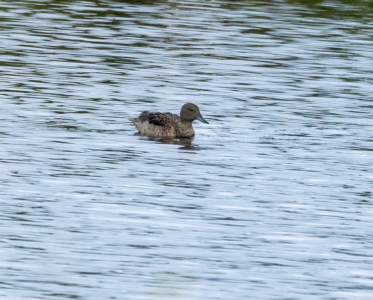 Andean Teal - ML613457015