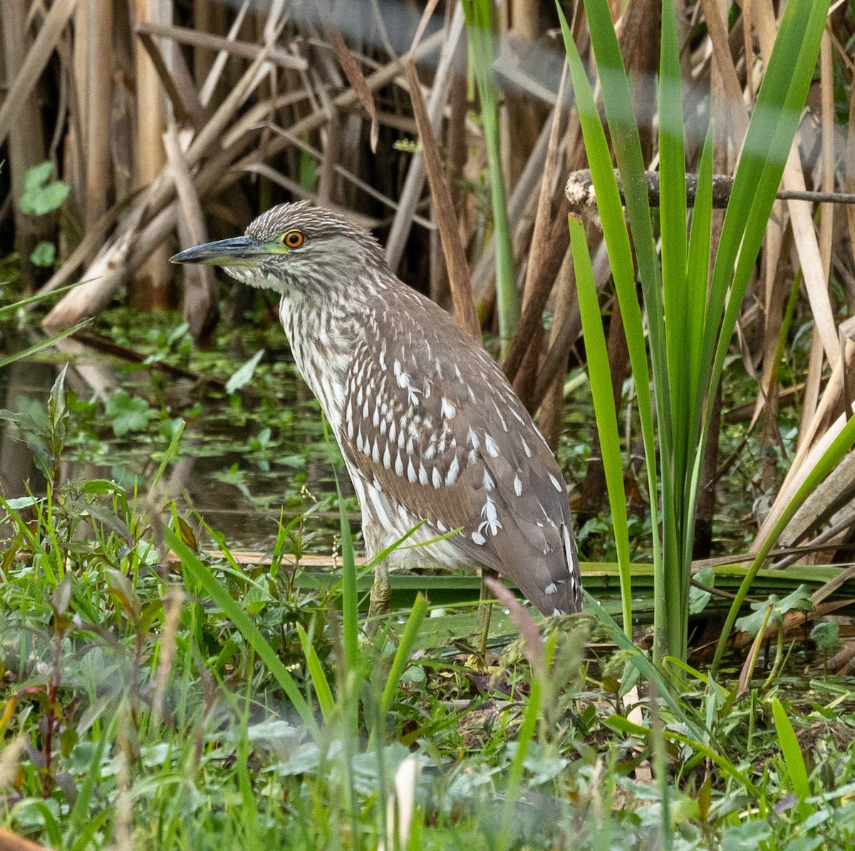 Black-crowned Night Heron - ML613457064