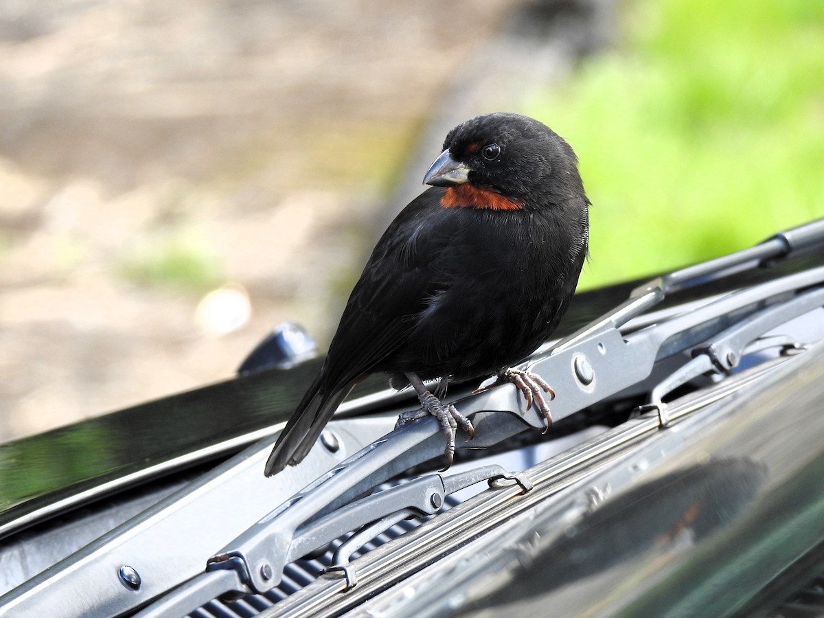 Lesser Antillean Bullfinch - ML613457126