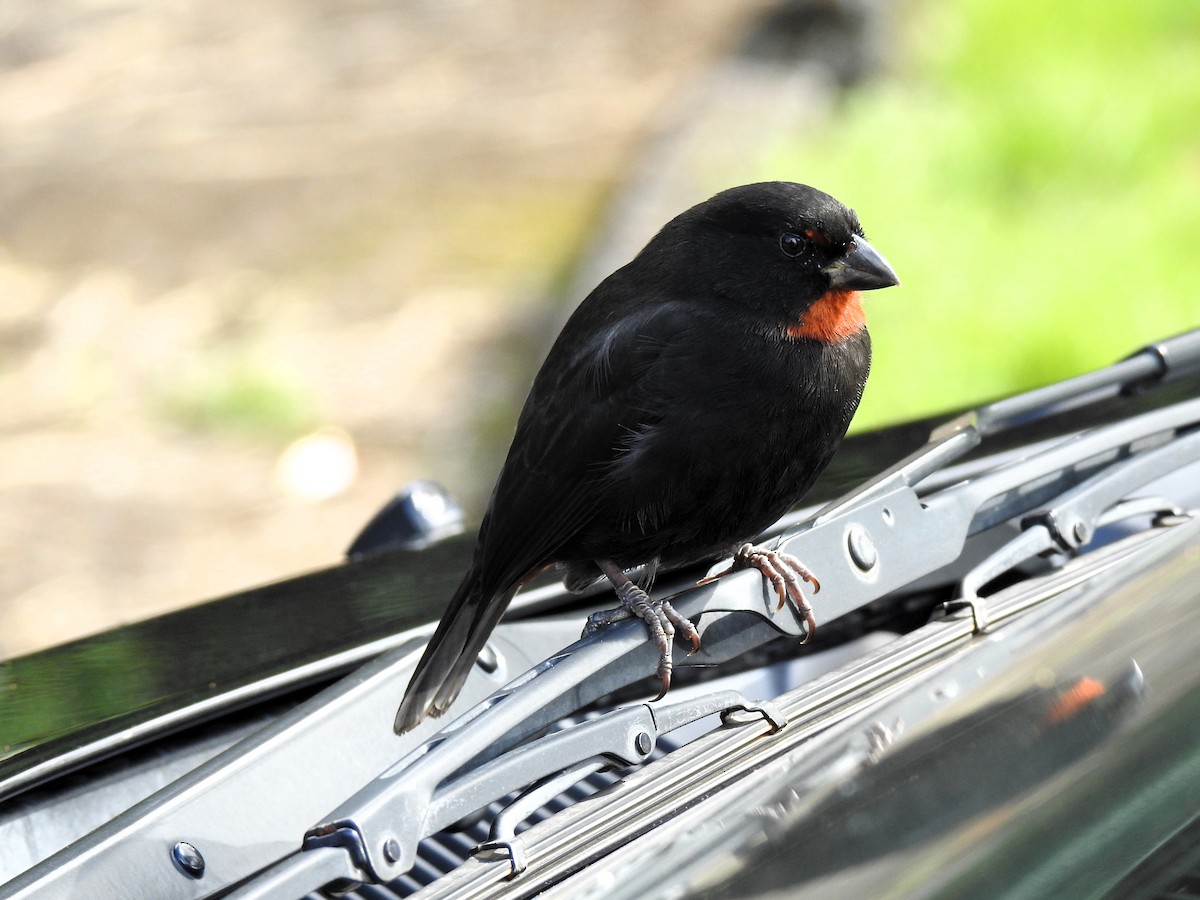 Lesser Antillean Bullfinch - ML613457127