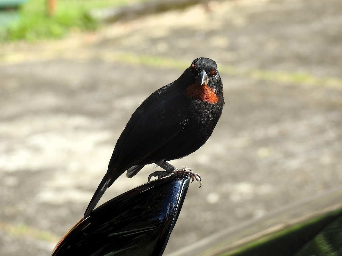 Lesser Antillean Bullfinch - ML613457128