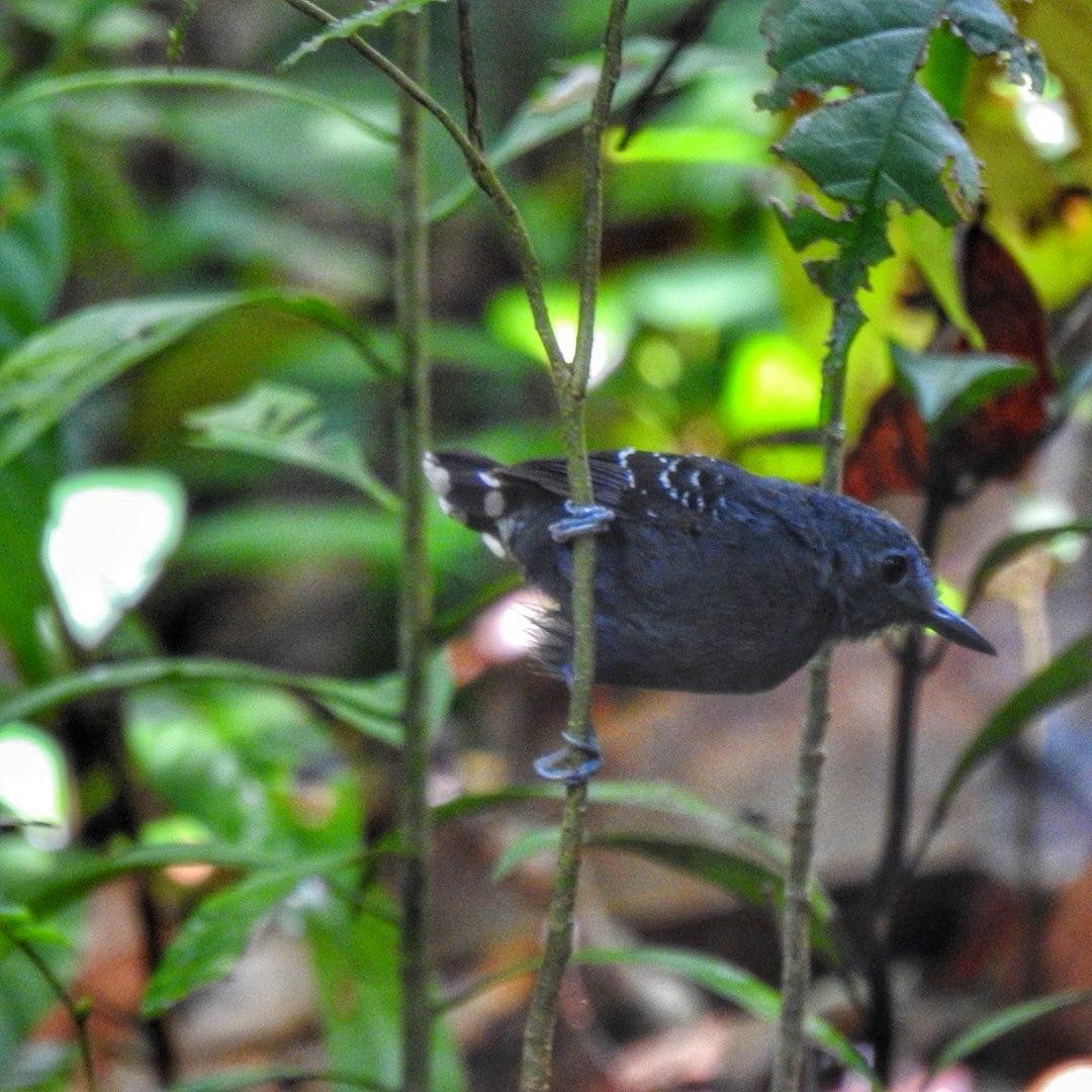 Plain-throated Antwren - Andrea  Hinek