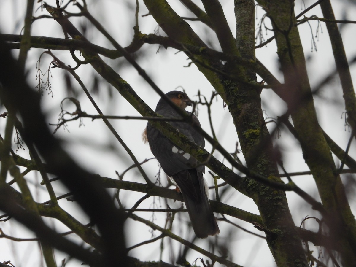 Морин харцага - ML613457157