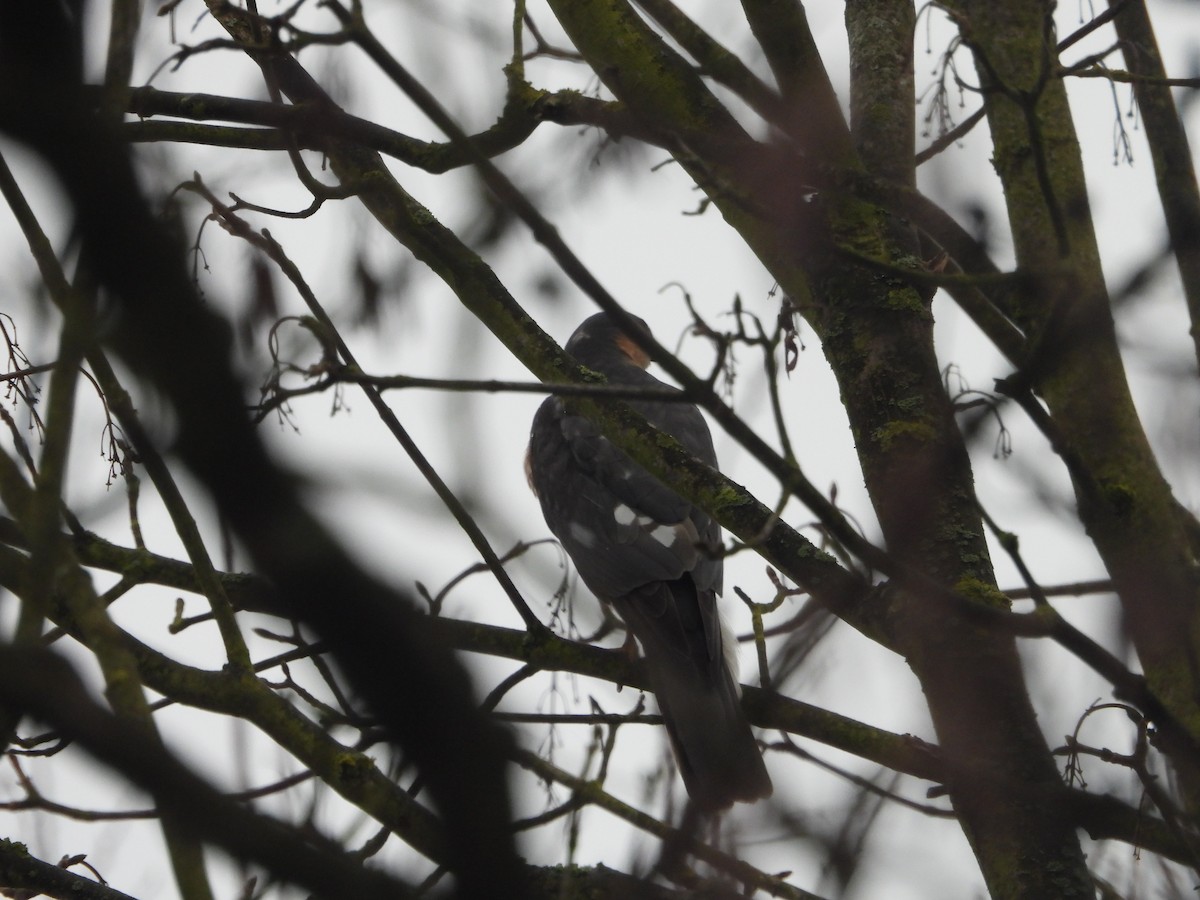 Морин харцага - ML613457158