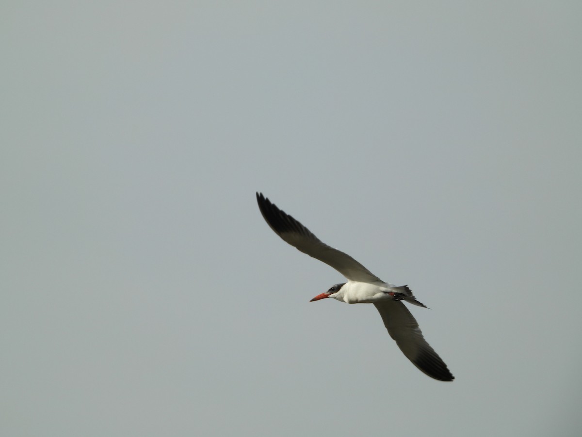 Caspian Tern - ML613457175