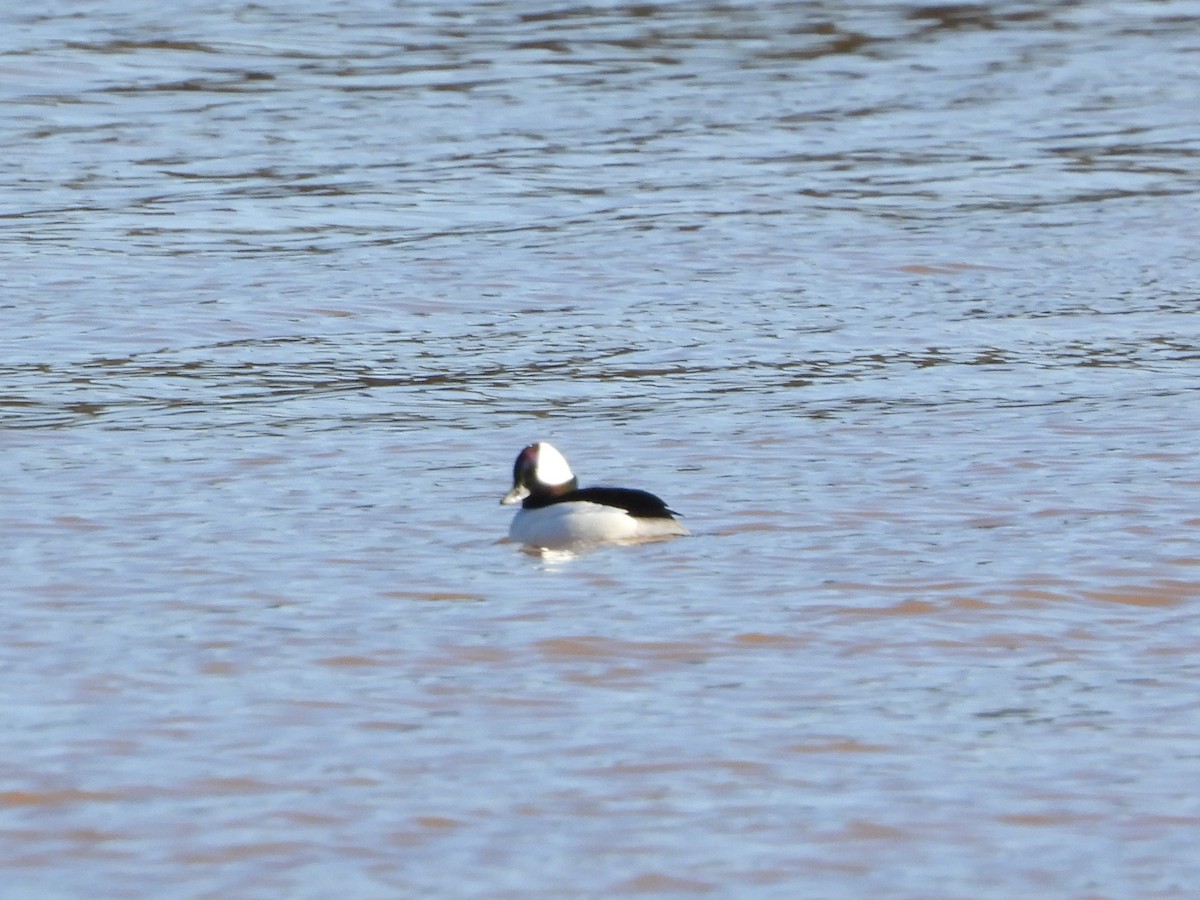 Bufflehead - David Gravermoen