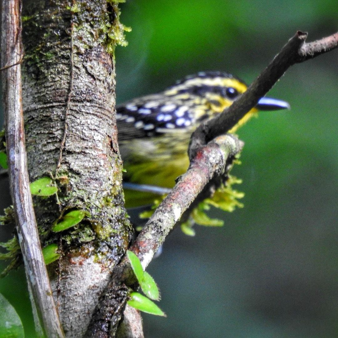 Yellow-browed Antbird - ML613457283