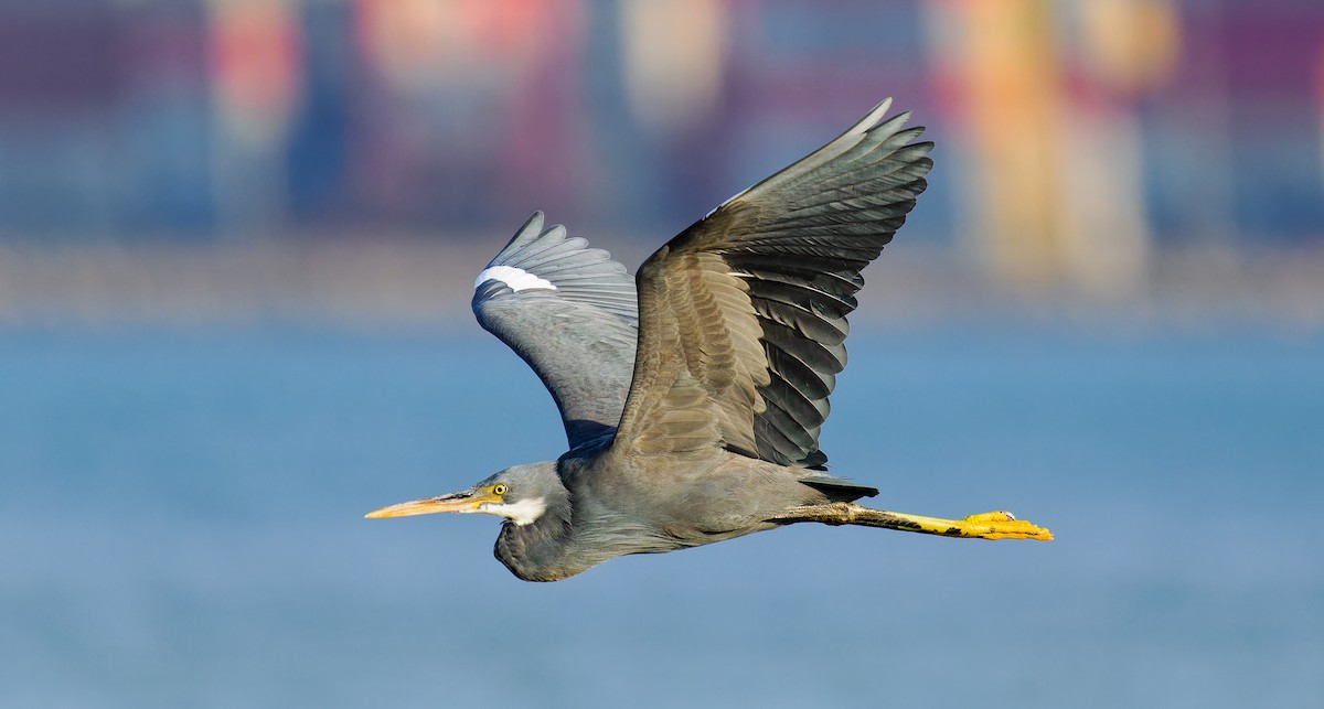 Western Reef-Heron - Matti Rekilä