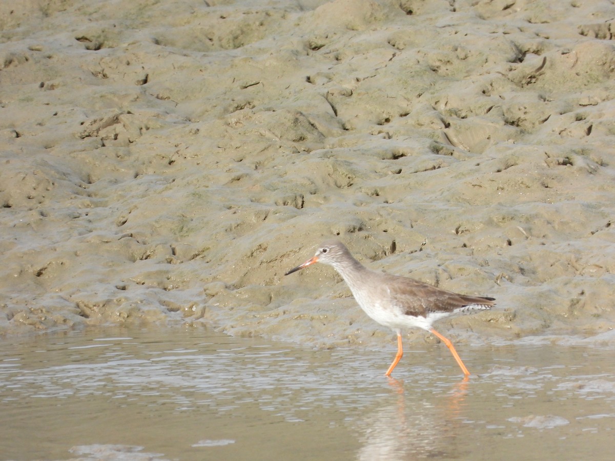 Common Redshank - ML613457303