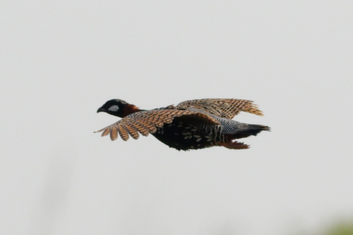 Black Francolin - Able Lawrence