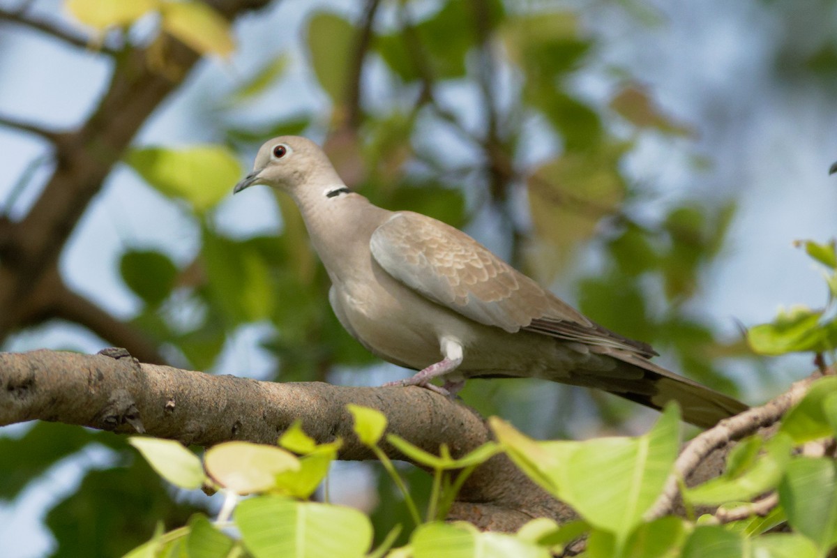 Eurasian Collared-Dove - Able Lawrence