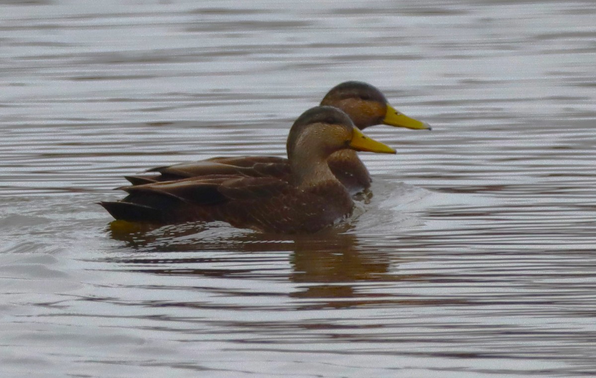 American Black Duck - ML613457339