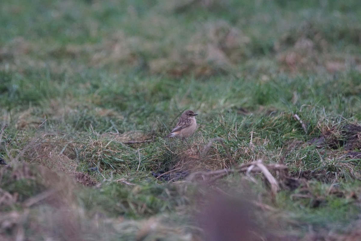 Siberian Stonechat - ML613457344