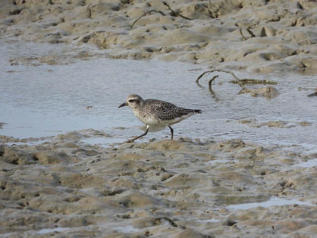 Black-bellied Plover - ML613457380