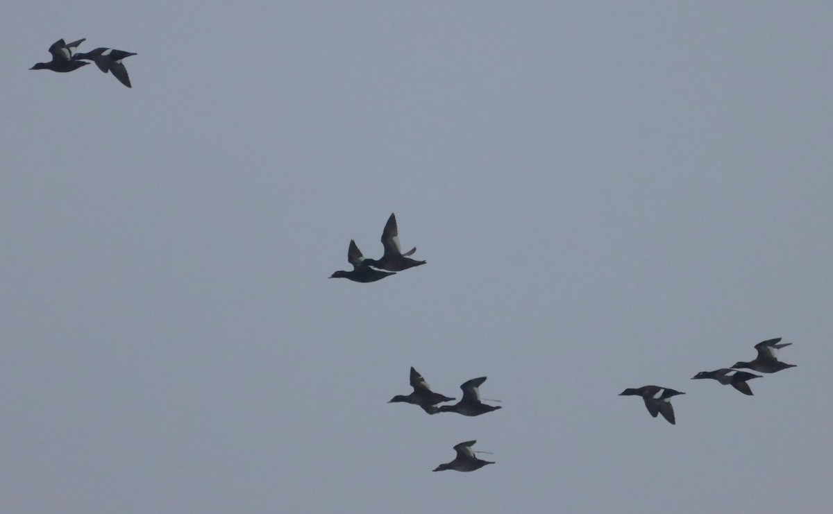 White-winged Scoter - ML613457395