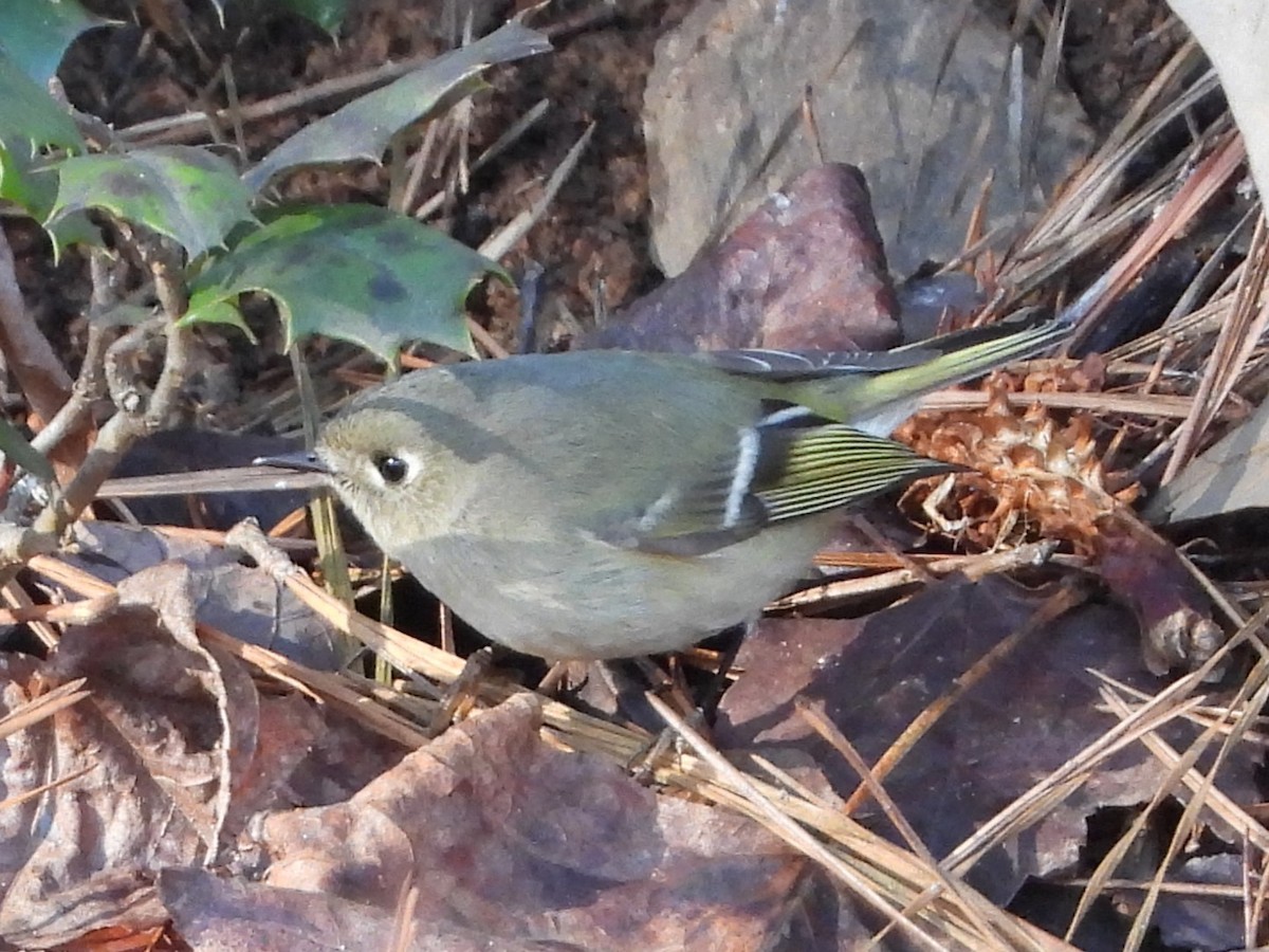 Ruby-crowned Kinglet - ML613457430