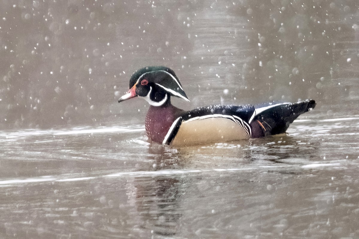 Wood Duck - ML613457469