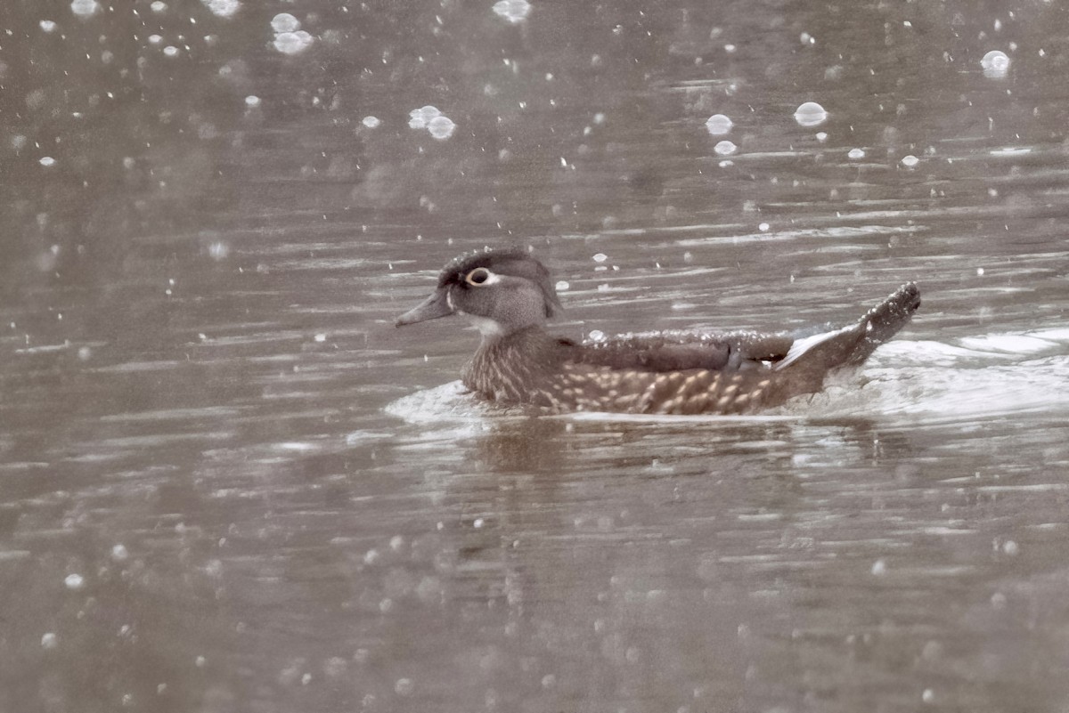 Wood Duck - Sue Barth