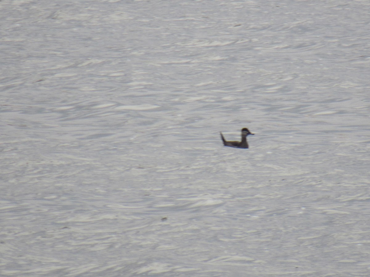 Ruddy Duck - ML613457474