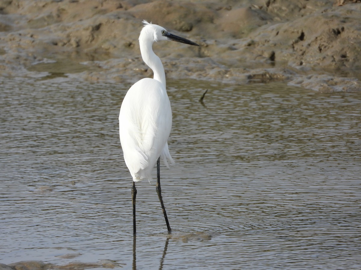 Little Egret - ML613457486