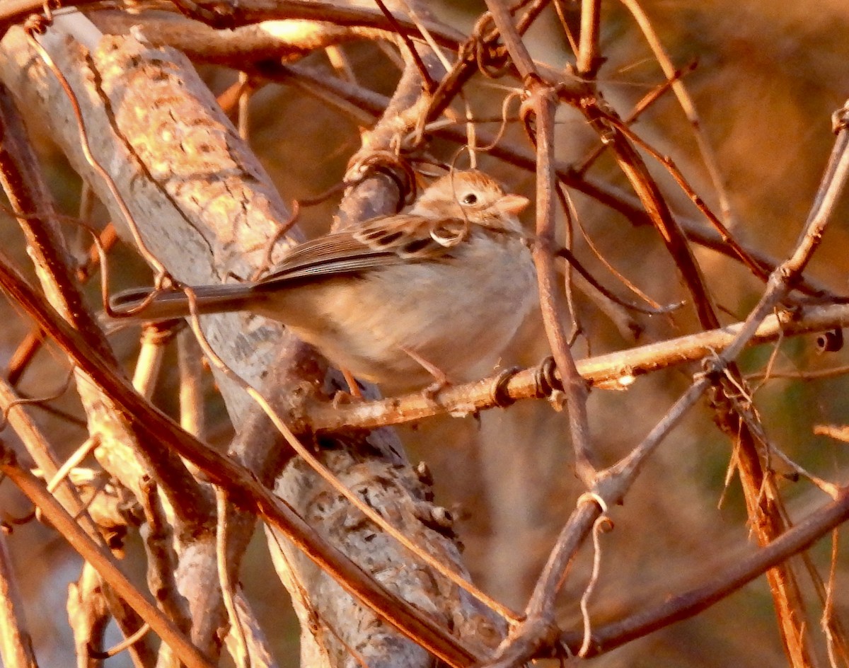 Field Sparrow - Susan Hedman