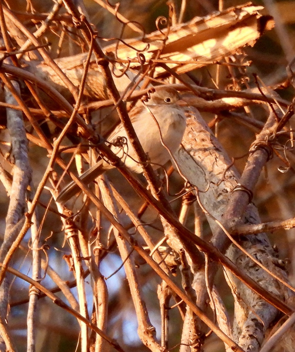 Field Sparrow - Susan Hedman