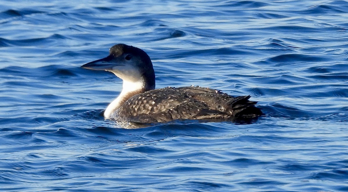 Common Loon - Susan Hedman