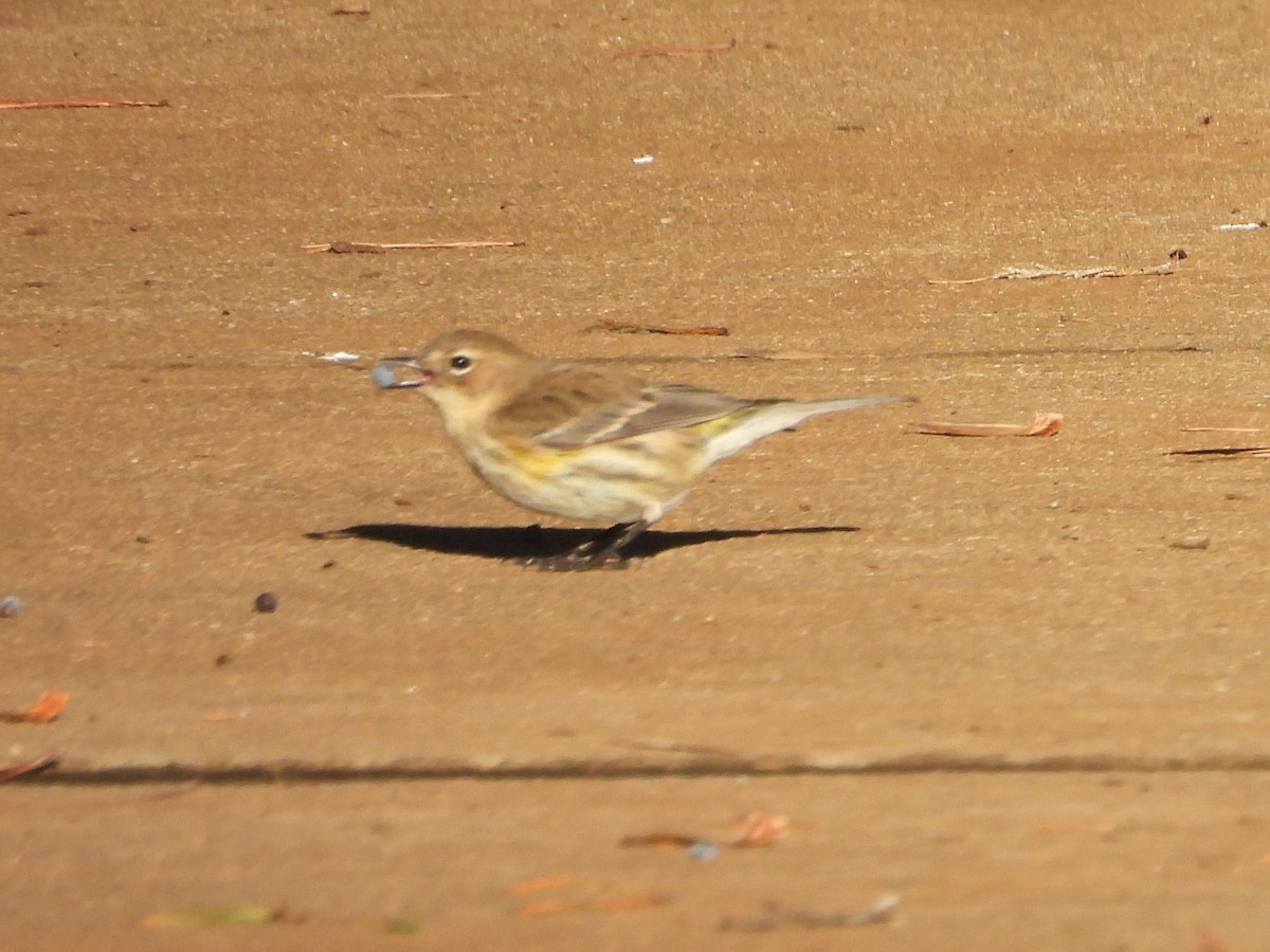 Yellow-rumped Warbler - ML613457555