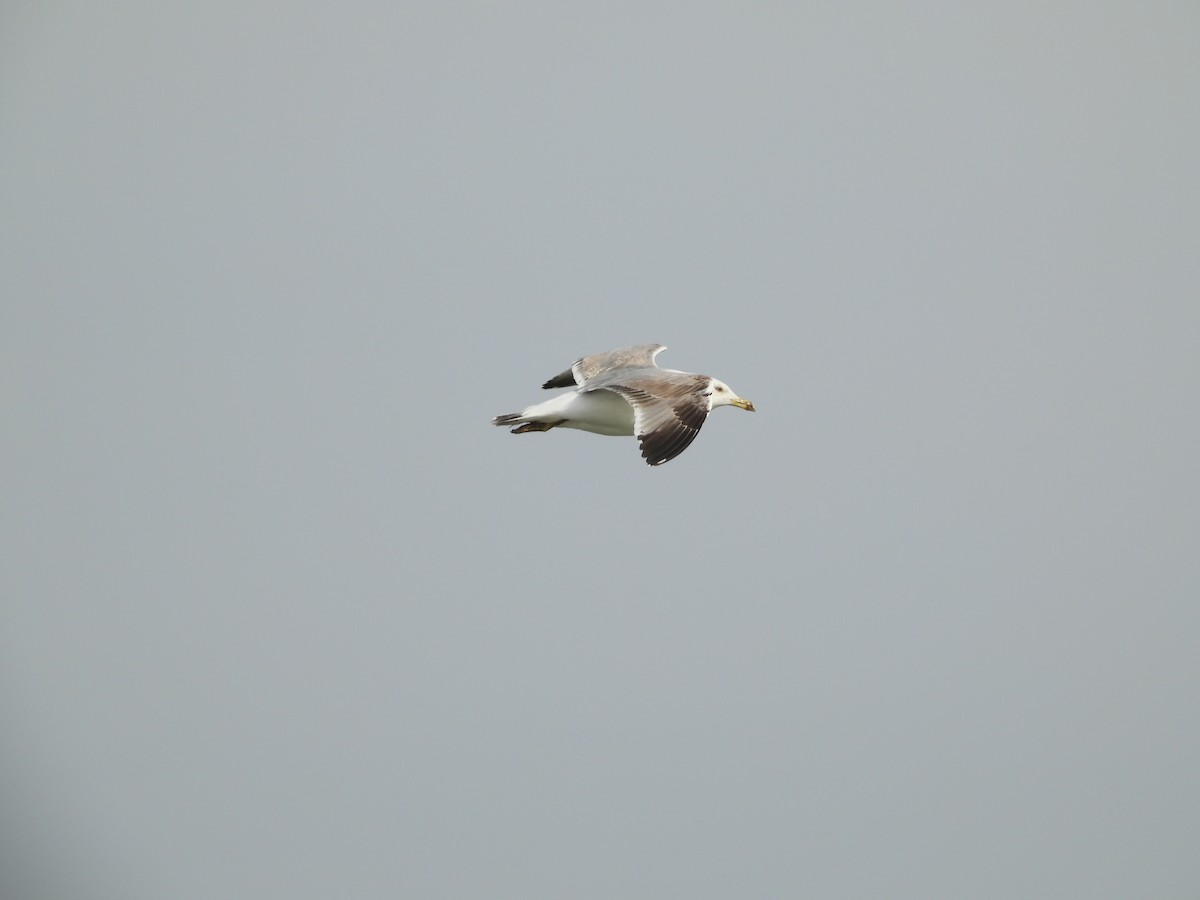 Yellow-legged Gull - ML613457557