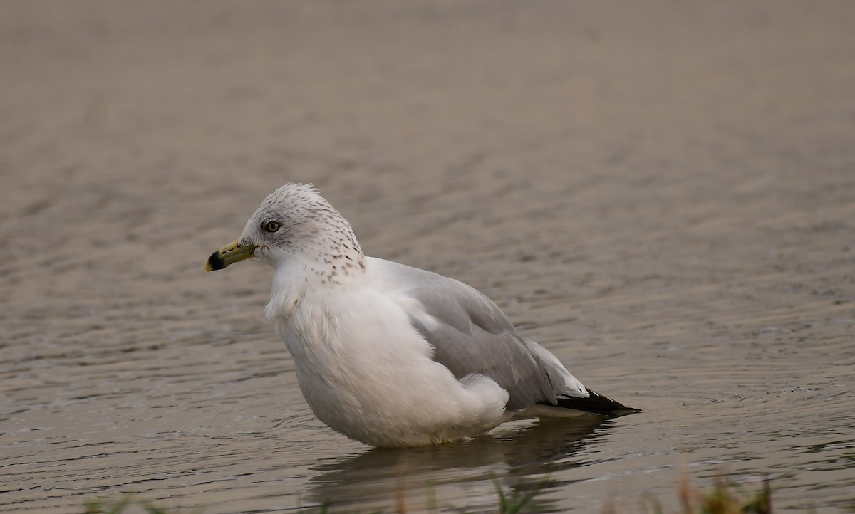 Ring-billed Gull - ML613457566