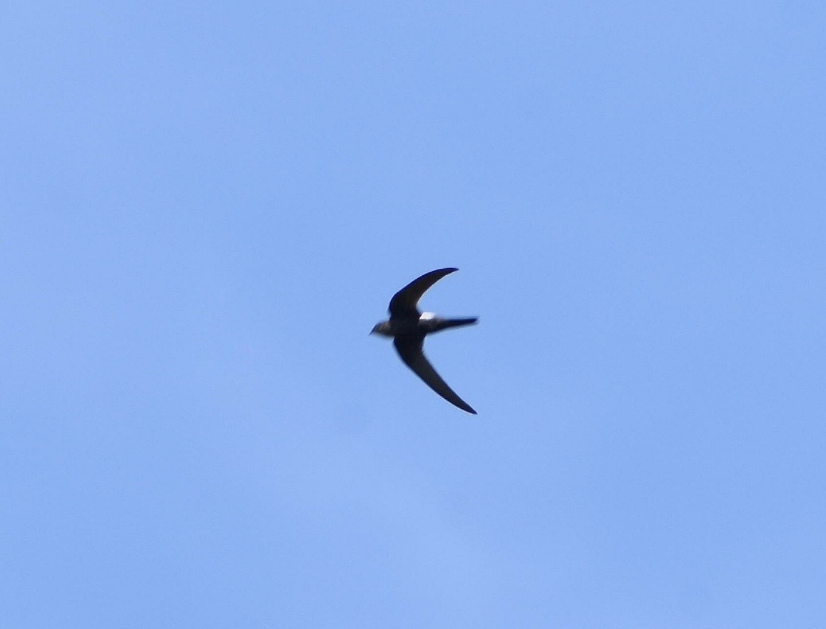 Blyth's Swift - ML613457612