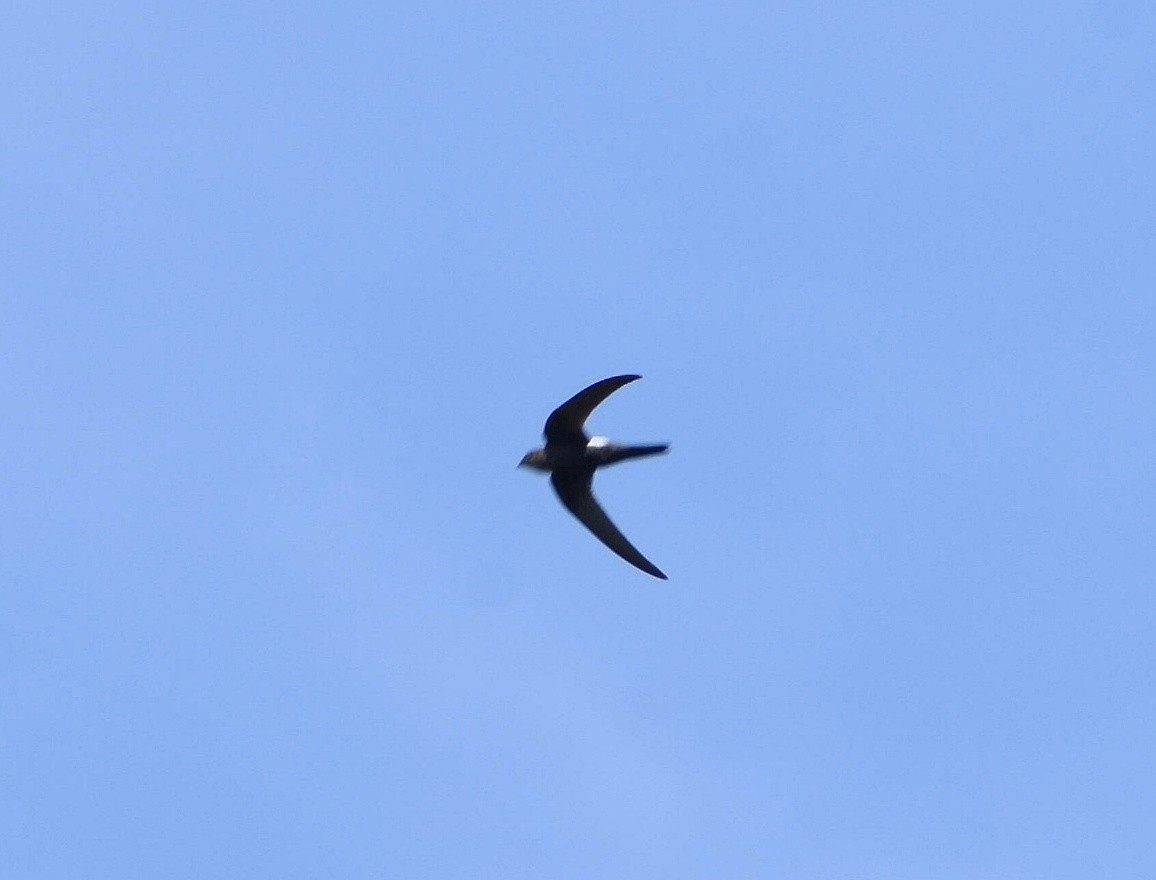 Blyth's Swift - Anand Birdlife