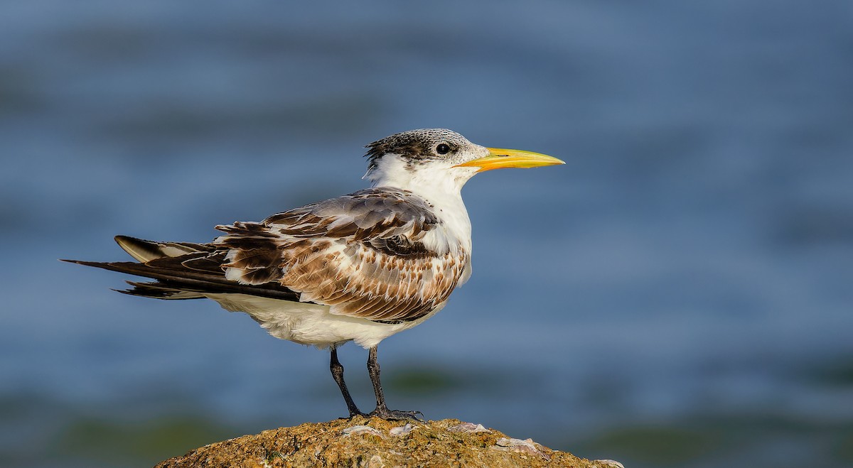 Great Crested Tern - Matti Rekilä