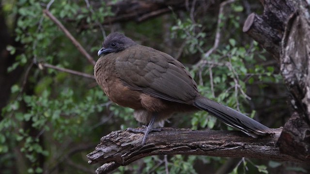 Plain Chachalaca - ML613457638