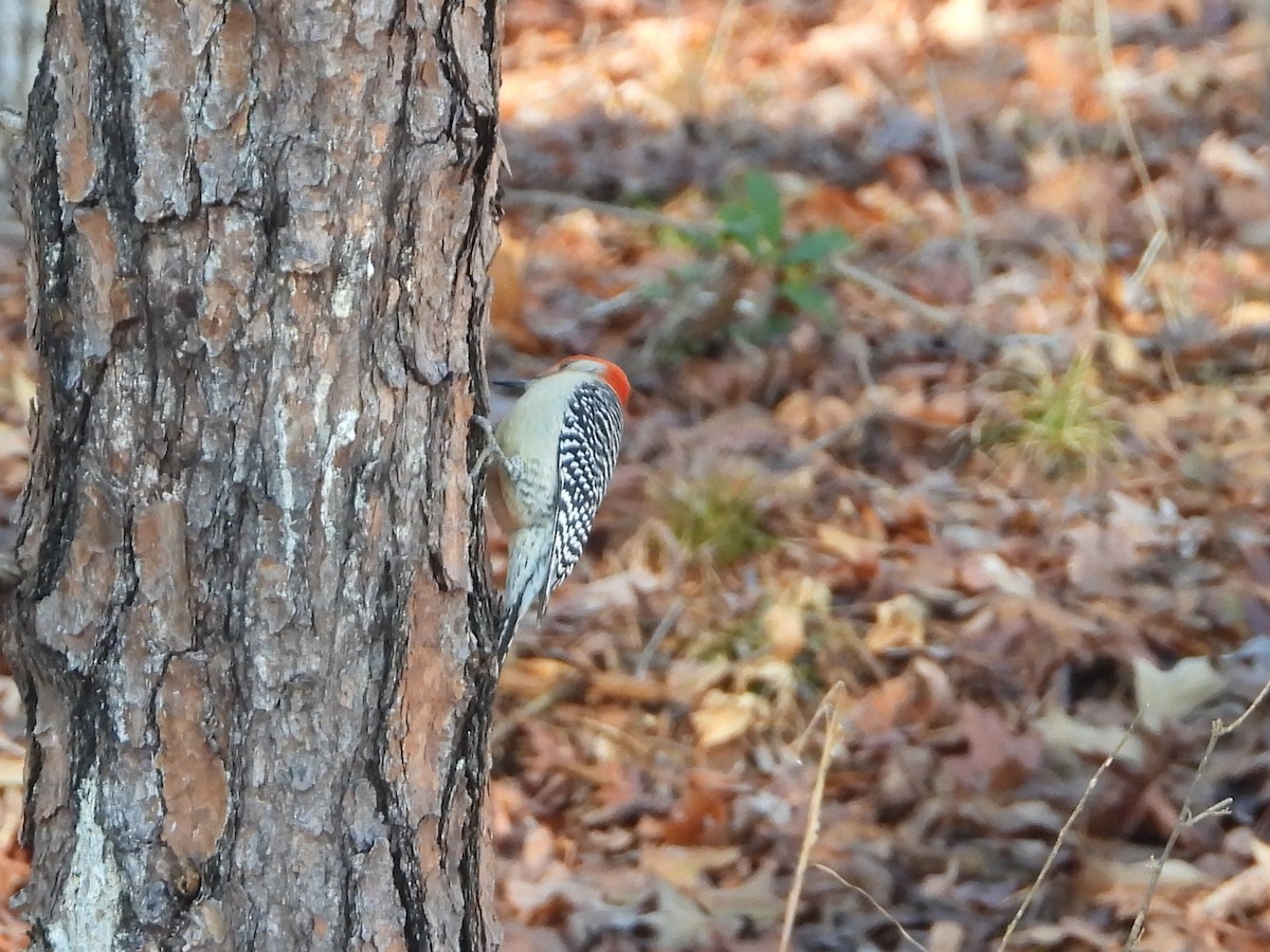 Red-bellied Woodpecker - ML613457644