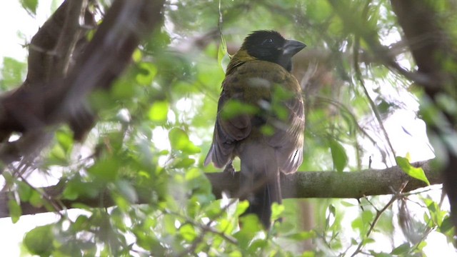 Crimson-collared Grosbeak - ML613457673