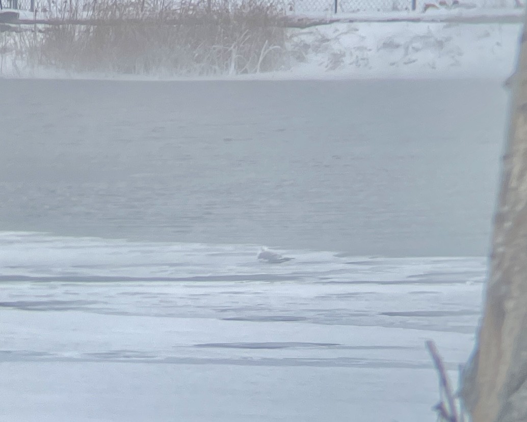 Ring-billed Gull - ML613457724