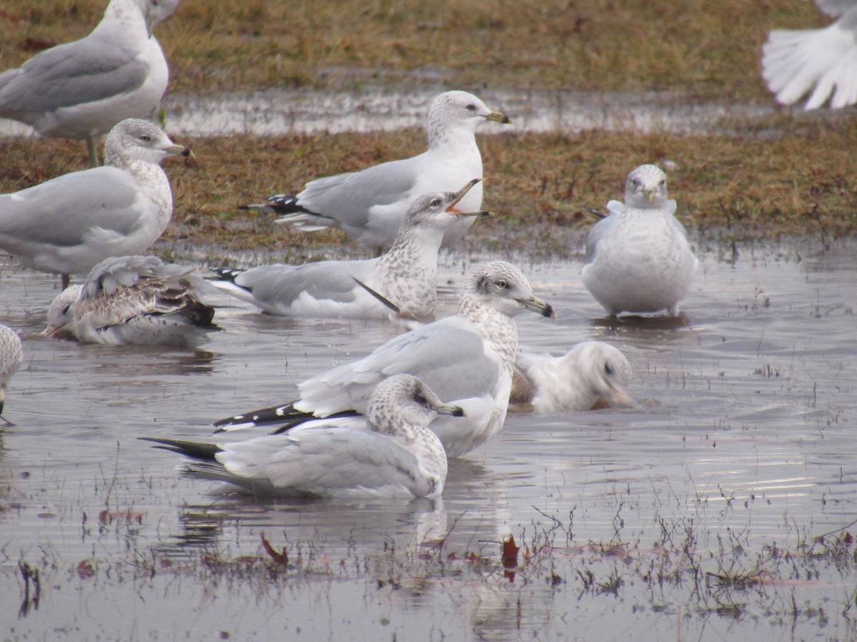 Ring-billed Gull - ML613457728