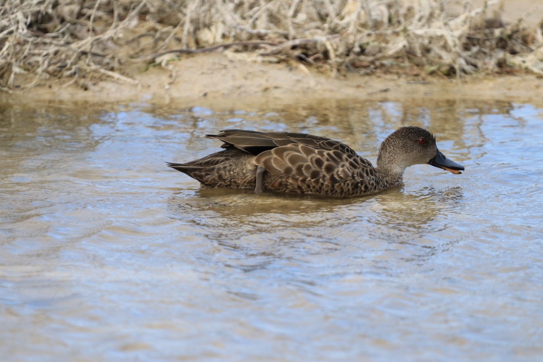 Chestnut Teal - ML613457734