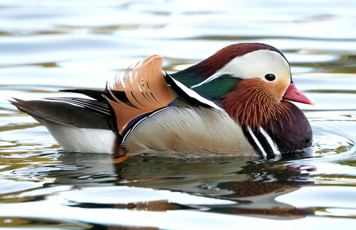 Mandarin Duck - ML613457796