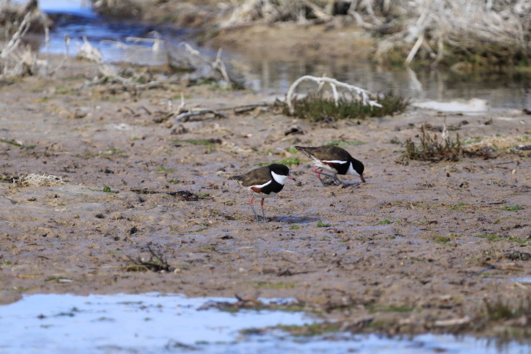 Red-kneed Dotterel - ML613457806