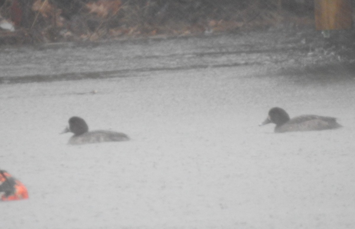 Greater Scaup - ML613457816