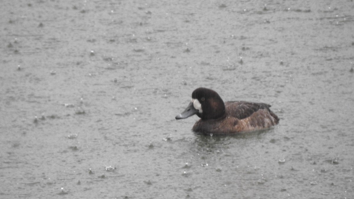 Greater Scaup - ML613457817