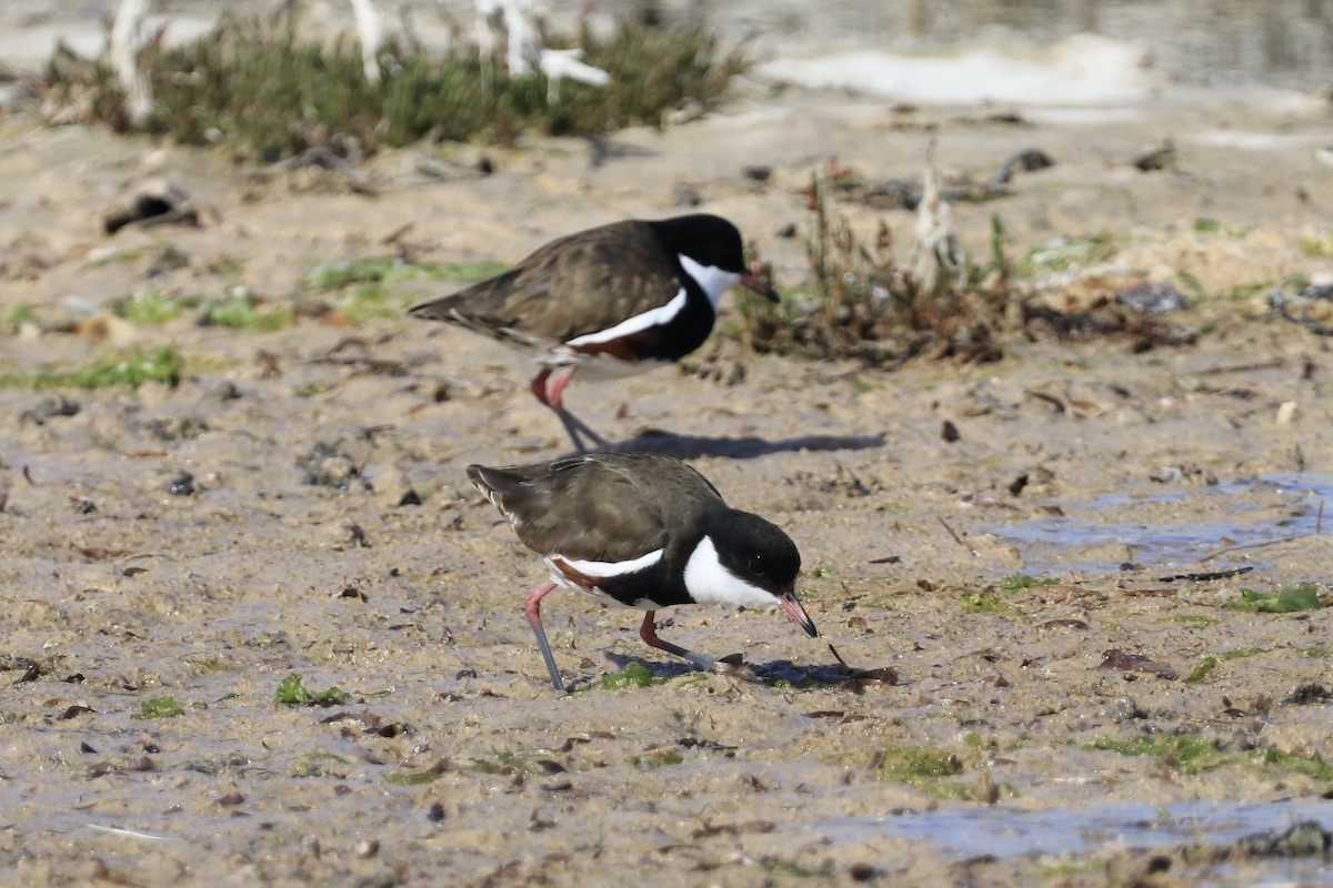 Red-kneed Dotterel - ML613457827