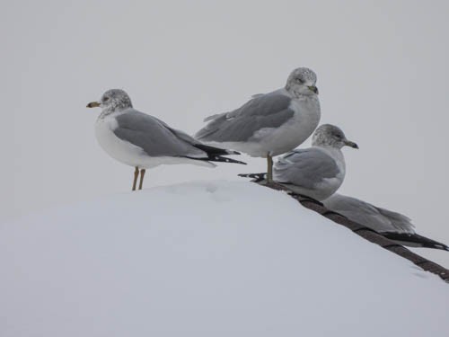 Ring-billed Gull - Julie Perrin