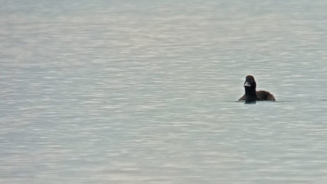 Macreuse brune - ML613457858