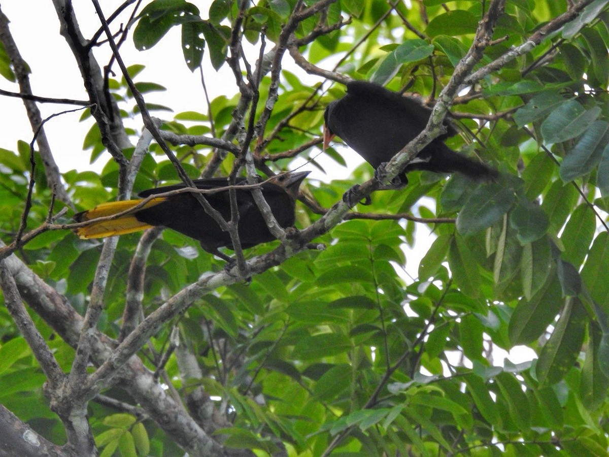 Russet-backed Oropendola - Andrea  Hinek