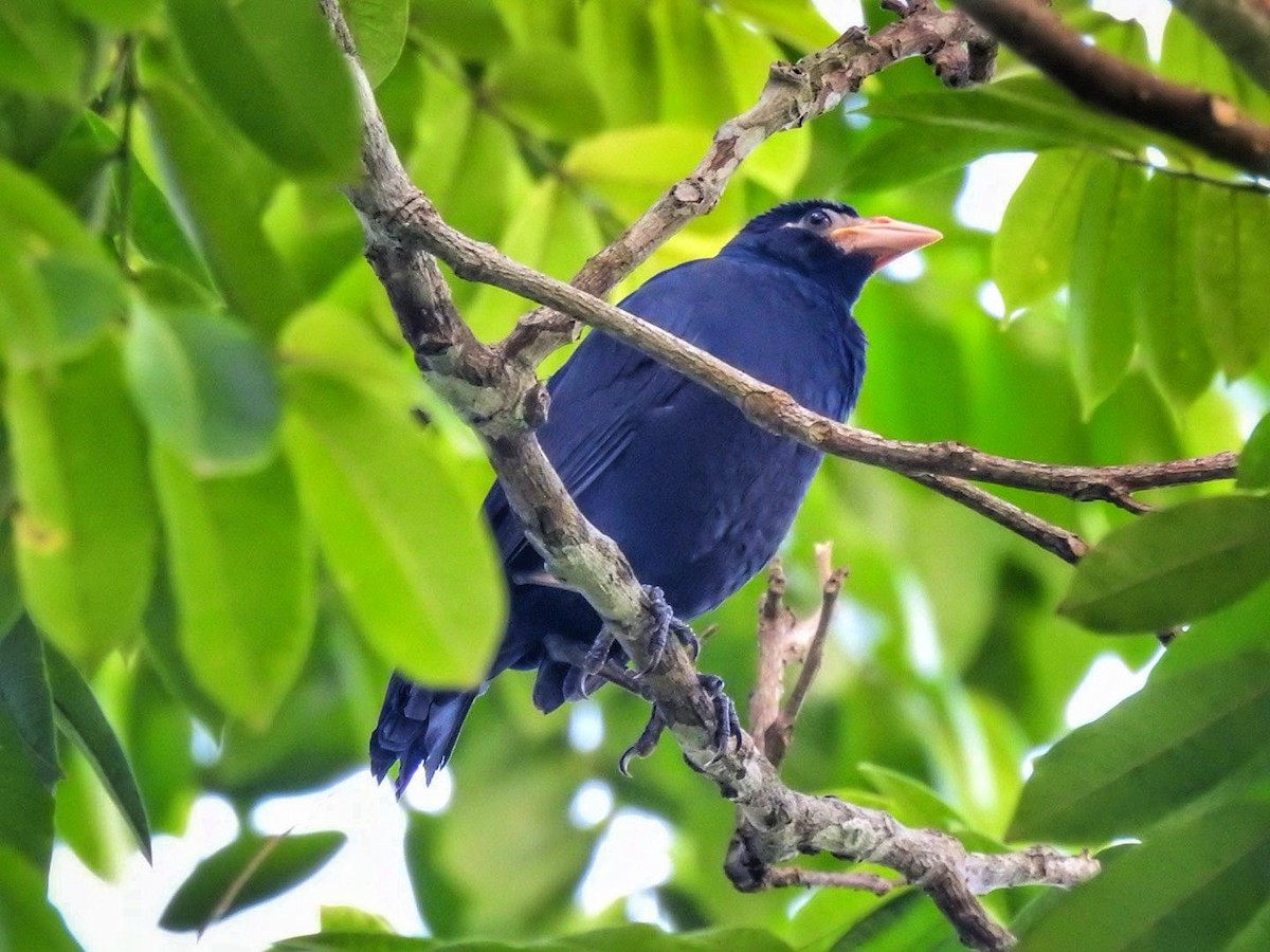 Giant Cowbird - Andrea  Hinek