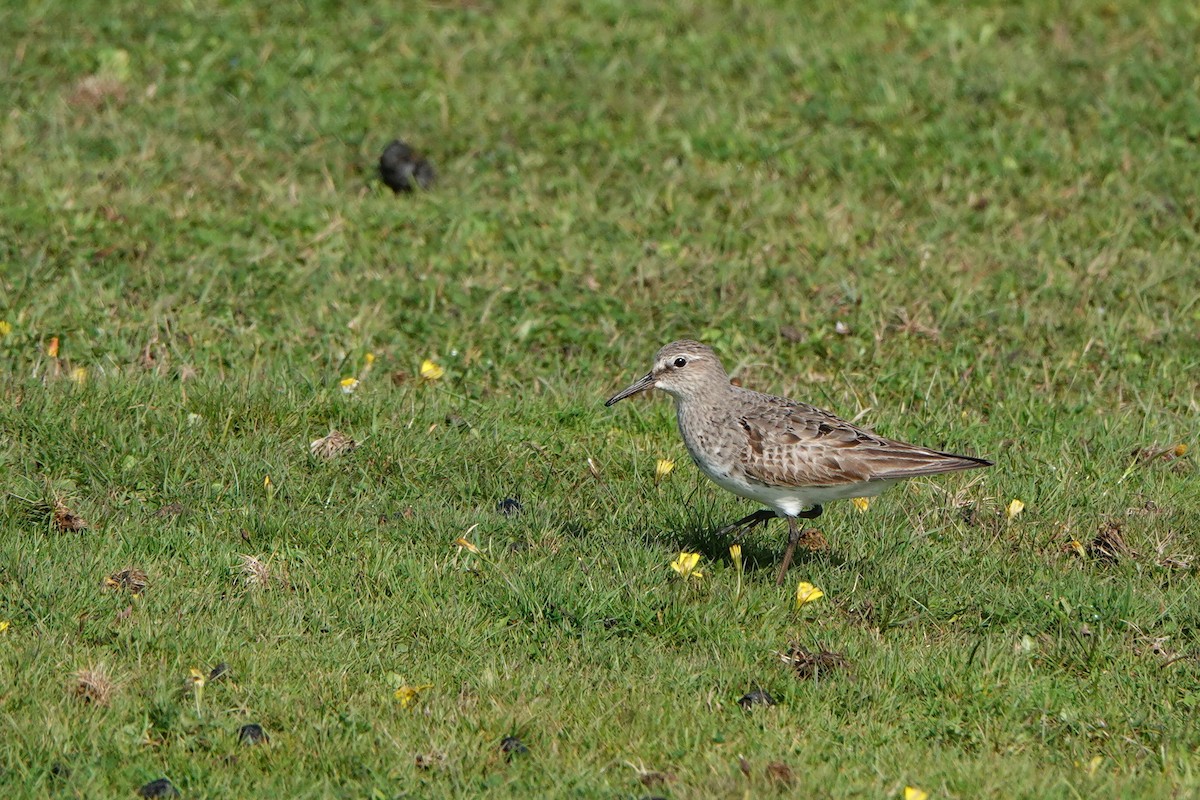 White-rumped Sandpiper - ML613457953